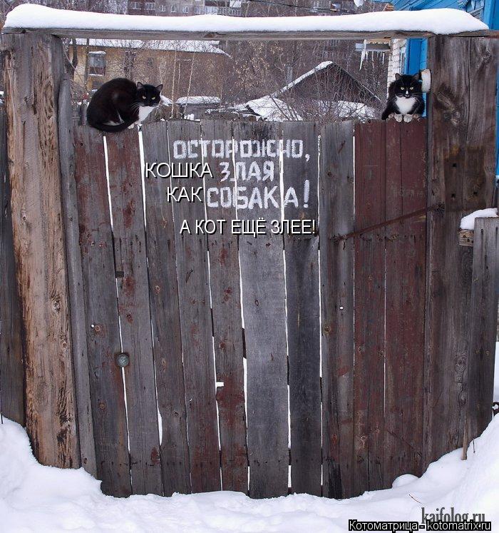 КОШКА КАК А КОТ ЕЩЁ ЗЛЕЕ!... Котоматрица: КОШКА КАК А КОТ ЕЩЁ ЗЛЕЕ!