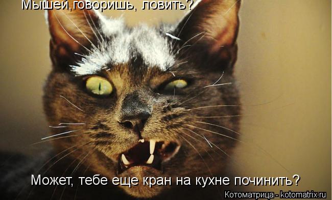 Может, тебе еще кран на кухне починить? Мышей,говоришь, ловить?... Котоматрица: Может, тебе еще кран на кухне починить? Мышей,говоришь, ловить?