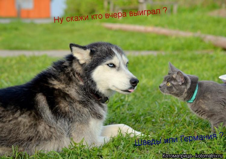 Ну скажи кто вчера выиграл ? Шведы или Германия ?... Котоматрица: Ну скажи кто вчера выиграл ? Шведы или Германия ?