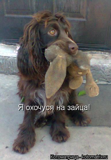 Я охочуся на зайца!... Котоматрица: Я охочуся на зайца!