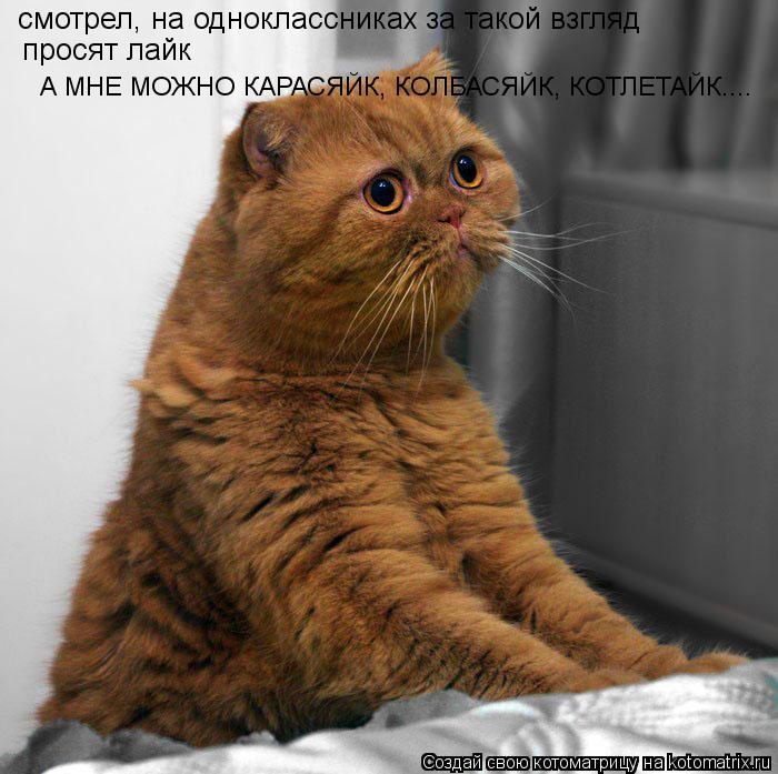 смотрел, на одноклассниках за такой взгляд просят лайк А МНЕ МОЖНО КАРАСЯЙК, КОЛБАСЯЙК, КОТЛЕТАЙК...... Котоматрица: смотрел, на одноклассниках за такой взгляд просят лайк А МНЕ МОЖНО КАРАСЯЙК, КОЛБАСЯЙК, КОТЛЕТАЙК....