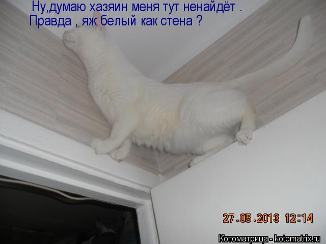 Ну,думаю хазяин меня тут ненайдёт . Правда , яж белый как стена ?... Котоматрица: Ну,думаю хазяин меня тут ненайдёт . Правда , яж белый как стена ?