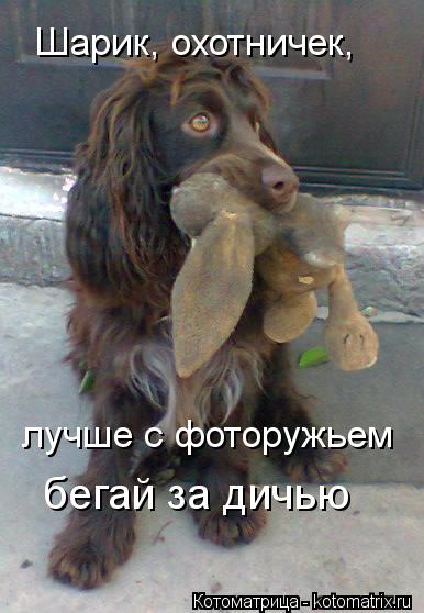 Шарик, охотничек, лучше с фоторужьем бегай за дичью... Котоматрица: Шарик, охотничек, лучше с фоторужьем бегай за дичью