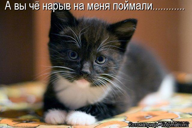 А вы чё нарыв на меня поймали............... Котоматрица: А вы чё нарыв на меня поймали............