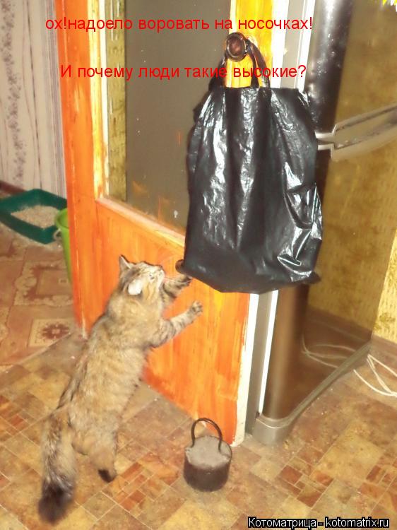 ох!надоело воровать на носочках! И почему люди такие высокие?... Котоматрица: ох!надоело воровать на носочках! И почему люди такие высокие?