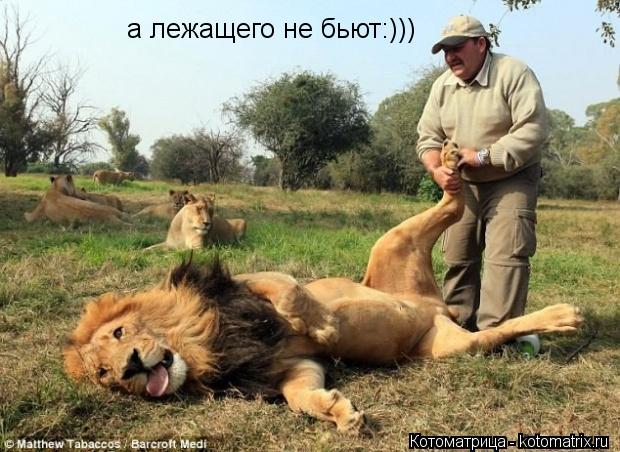 а лежащего не бьют:)))... Котоматрица: а лежащего не бьют:)))