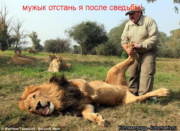 мужык отстань я после сведьбы!... Котоматрица: мужык отстань я после сведьбы!