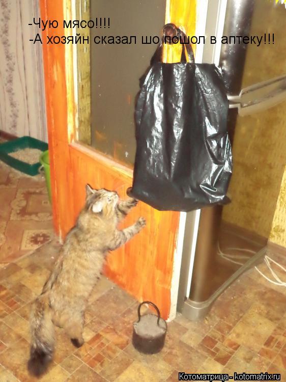 -Чую мясо!!!! -А хозяйн сказал шо пошол в аптеку!!!... Котоматрица: -Чую мясо!!!! -А хозяйн сказал шо пошол в аптеку!!!