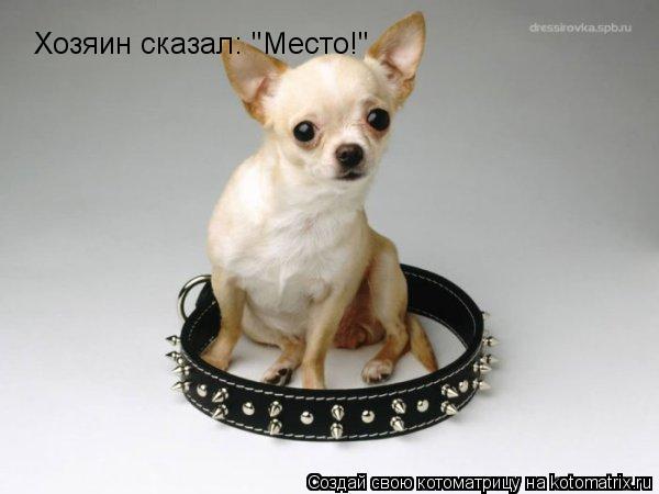 Хозяин сказал: "Место!"... Котоматрица: Хозяин сказал: "Место!"
