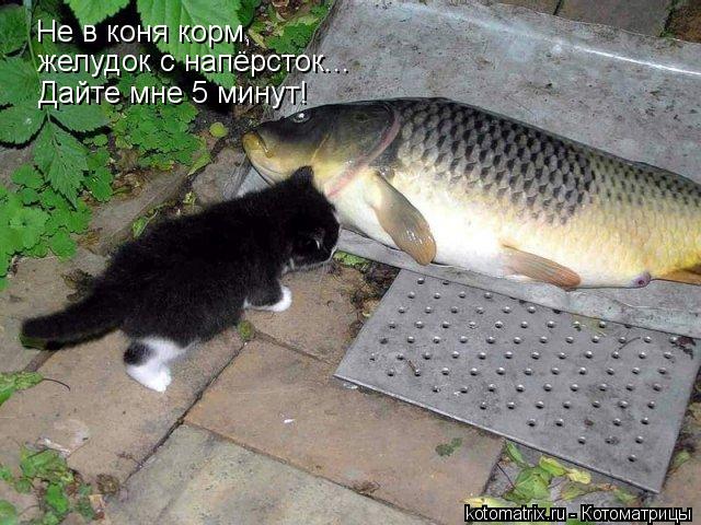 Не в коня корм, желудок с напёрсток... Дайте мне 5 минут!... Котоматрица: Не в коня корм, желудок с напёрсток... Дайте мне 5 минут!
