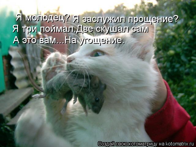 Котоматрица: Я молодец?  Я три поймал.Две скушал сам А это вам...На угощение. Я заслужил прощение?