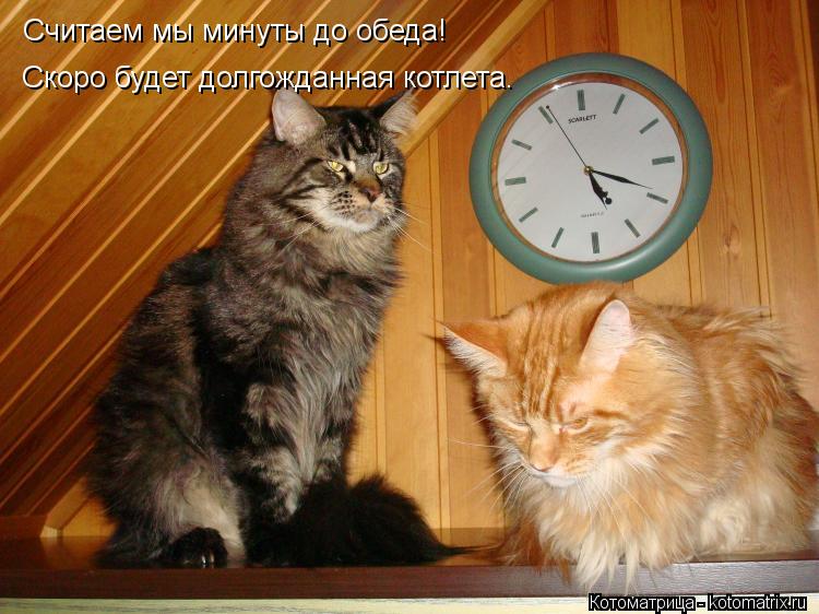 Считаем мы минуты до обеда! Скоро будет долгожданная котлета.... Котоматрица: Считаем мы минуты до обеда! Скоро будет долгожданная котлета.