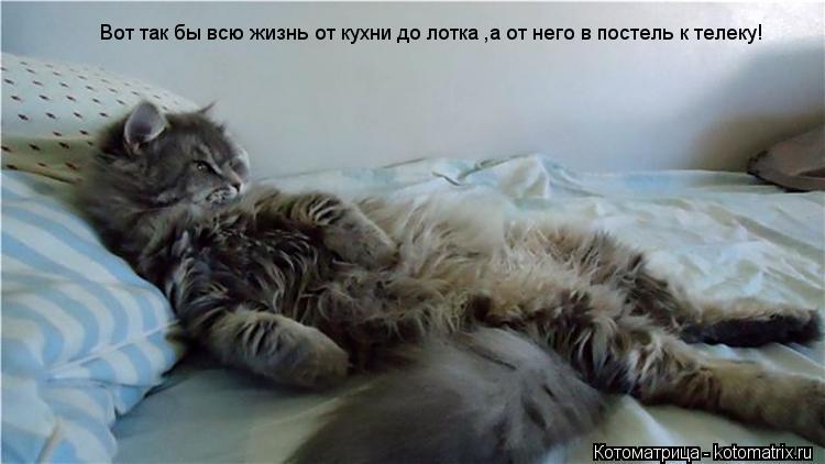 Вот так бы всю жизнь от кухни до лотка ,а от него в постель к телеку!... Котоматрица: Вот так бы всю жизнь от кухни до лотка ,а от него в постель к телеку!