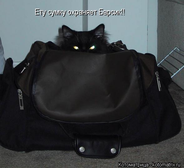 Ету сумку охраняет Барсик!!... Котоматрица: Ету сумку охраняет Барсик!!