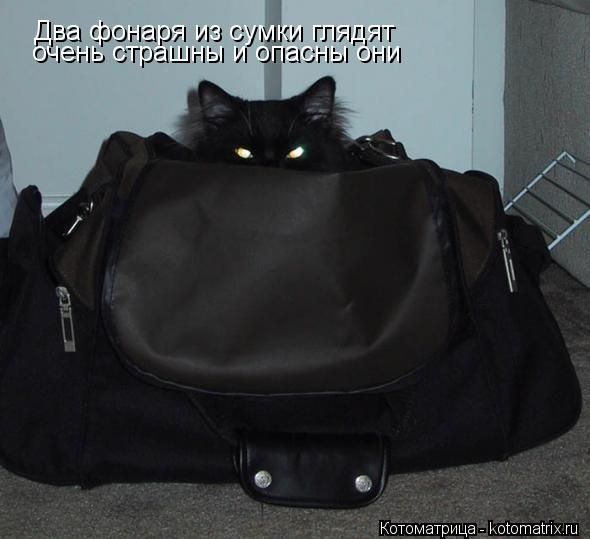 Два фонаря из сумки глядят очень страшны и опасны они... Котоматрица: Два фонаря из сумки глядят очень страшны и опасны они
