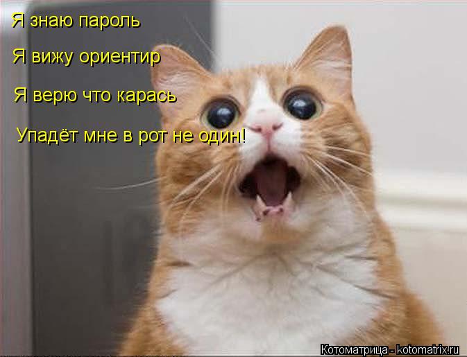 Я знаю пароль Я вижу ориентир Я верю что карась Упадёт мне в рот не один!... Котоматрица: Я знаю пароль Я вижу ориентир Я верю что карась Упадёт мне в рот не один!