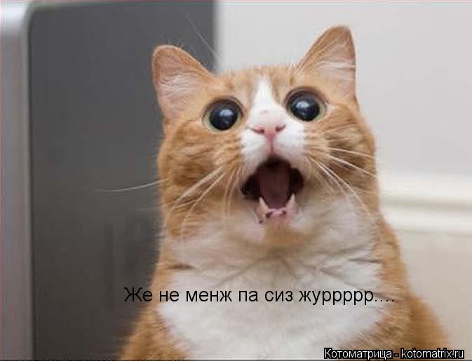 Же не менж па сиз журрррр....... Котоматрица: Же не менж па сиз журрррр....