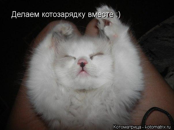 Делаем котозарядку вместе :)... Котоматрица: Делаем котозарядку вместе :)