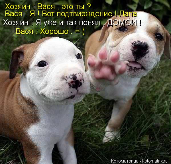 Хозяин : Вася , это ты ? Вася : Я ! Вот подтвирждение ! Лапа Хозяин : Я уже и так понял . ДОМОЙ ! В... Котоматрица: Хозяин : Вася , это ты ? Вася : Я ! Вот подтвирждение ! Лапа Хозяин : Я уже и так понял . ДОМОЙ ! Вася : Хорошо . = (