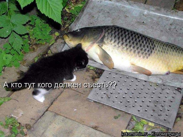 А кто тут кого должен съесть??... Котоматрица: А кто тут кого должен съесть??