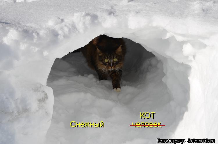 Снежный человек ________ КОТ... Котоматрица: Снежный человек ________ КОТ