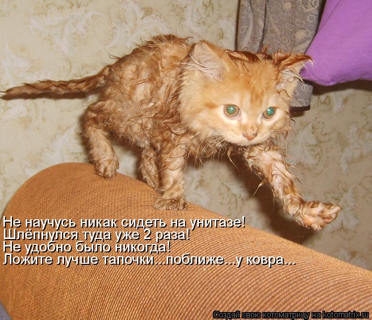 Не научусь никак сидеть на унитазе! Шлёпнулся туда уже 2 раза! Не удобно было никогда! Ложите лучше т... Котоматрица: Не научусь никак сидеть на унитазе! Шлёпнулся туда уже 2 раза! Не удобно было никогда! Ложите лучше тапочки...поближе...у ковра...