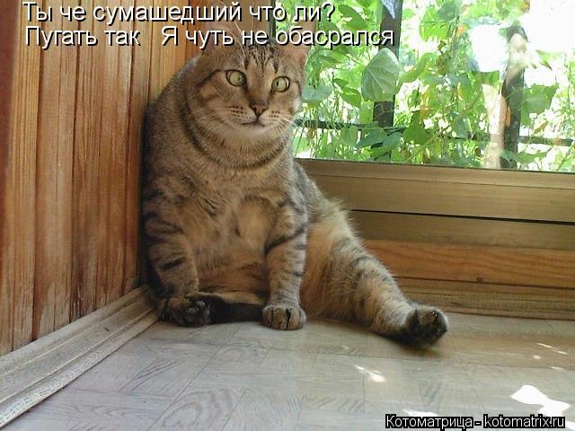 Ты че сумашедший что ли? Пугать так Я чуть не обасрался... Котоматрица: Ты че сумашедший что ли? Пугать так Я чуть не обасрался
