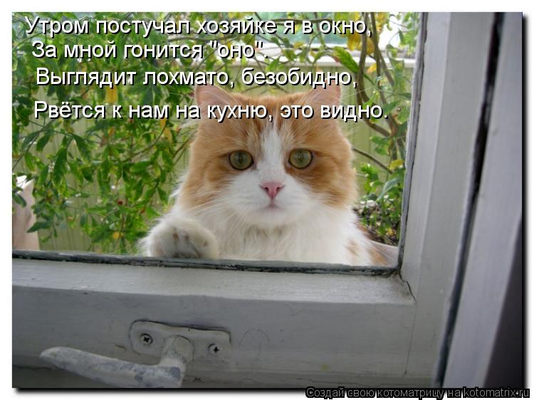Утром постучал хозяйке я в окно, За мной гонится "оно". Выглядит лохмато, безобидно, Рвётся к нам на ... Котоматрица: Утром постучал хозяйке я в окно, За мной гонится "оно". Выглядит лохмато, безобидно, Рвётся к нам на кухню, это видно.