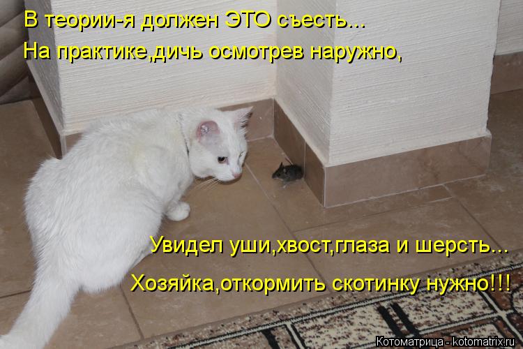 В теории-я должен ЭТО съесть... На практике,дичь осмотрев наружно, Увидел уши,хвост,глаза и шерсть...... Котоматрица: В теории-я должен ЭТО съесть... На практике,дичь осмотрев наружно, Увидел уши,хвост,глаза и шерсть... Хозяйка,откормить скотинку нужно!!!