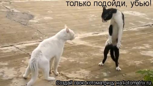 Котоматрица: только подойди, убью!