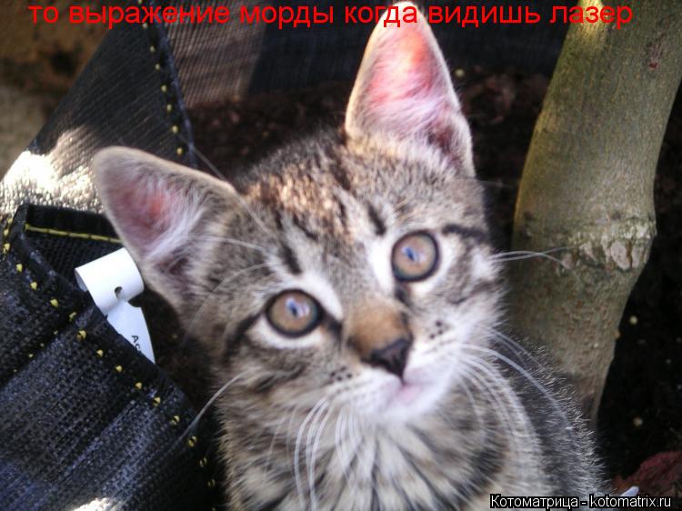 то выражение морды когда видишь лазер... Котоматрица: то выражение морды когда видишь лазер