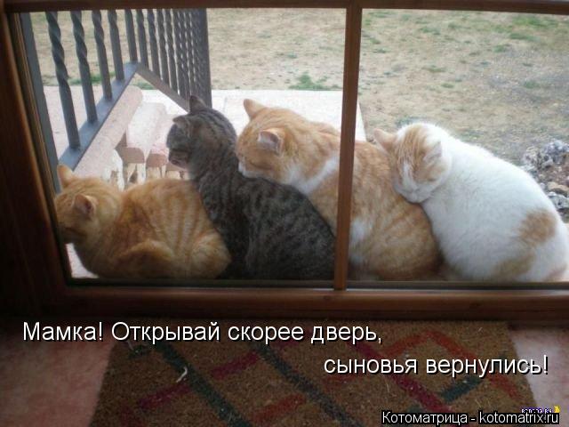 Мамка! Открывай скорее дверь, сыновья вернулись!... Котоматрица: Мамка! Открывай скорее дверь, сыновья вернулись!