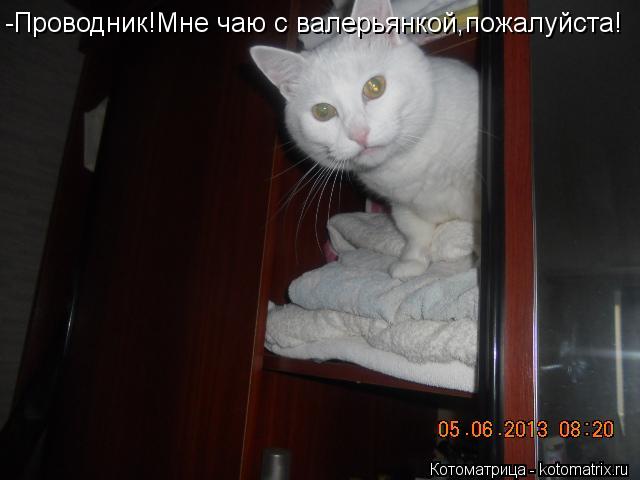 -Проводник!Мне чаю с валерьянкой,пожалуйста!... Котоматрица: -Проводник!Мне чаю с валерьянкой,пожалуйста!