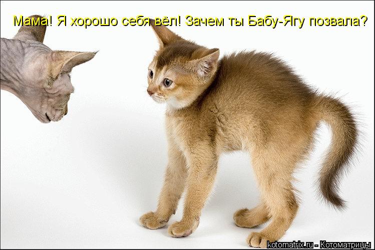 Мама! Я хорошо себя вёл! Зачем ты Бабу-Ягу позвала?... Котоматрица: Мама! Я хорошо себя вёл! Зачем ты Бабу-Ягу позвала?