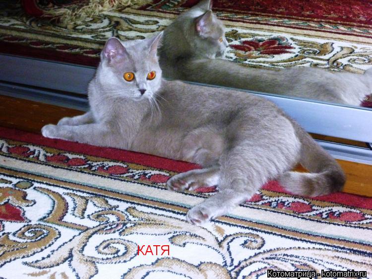 КАТЯ... Котоматрица: КАТЯ