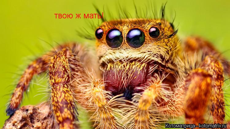 твою ж мать!... Котоматрица: твою ж мать!