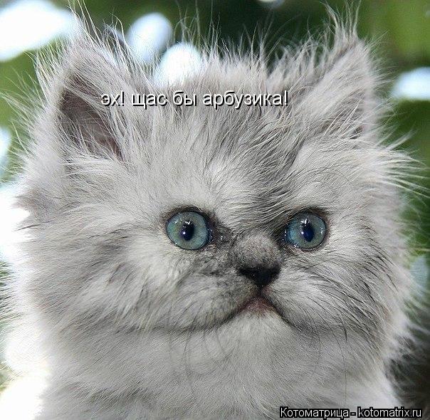 эх! щас бы арбузика!... Котоматрица: эх! щас бы арбузика!