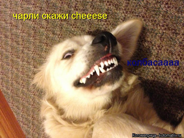 Котоматрица: чарли скажи cheeese колбасаааа