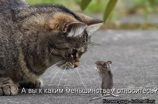 А вы к каким меньшинствам относитесь?... Котоматрица: А вы к каким меньшинствам относитесь?