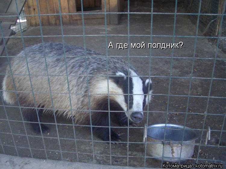 А где мой полдник?... Котоматрица: А где мой полдник?