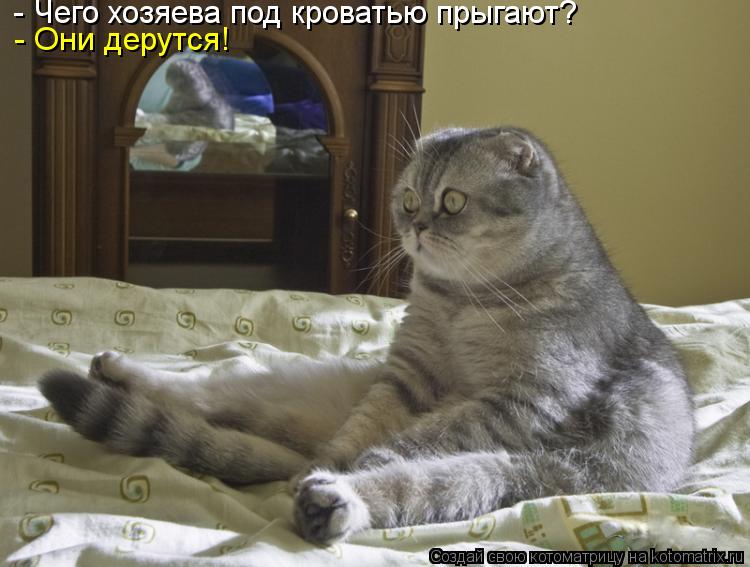 - Чего хозяева под кроватью прыгают? - Они дерутся!... Котоматрица: - Чего хозяева под кроватью прыгают? - Они дерутся!