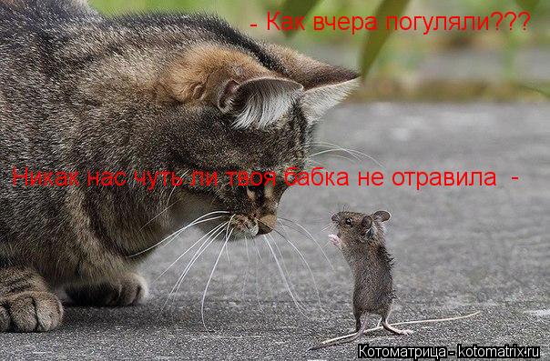 Как вчера погуляли??? - Никак нас чуть ли твоя бабка не отравила -... Котоматрица: Как вчера погуляли??? - Никак нас чуть ли твоя бабка не отравила -