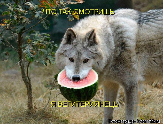 ЧТО ТАК СМОТРИШЬ Я ВЕГИТЕРИЯНЕЦЬ Я ВЕГИТЕРИЯНЕЦ... Котоматрица: ЧТО ТАК СМОТРИШЬ Я ВЕГИТЕРИЯНЕЦЬ Я ВЕГИТЕРИЯНЕЦ