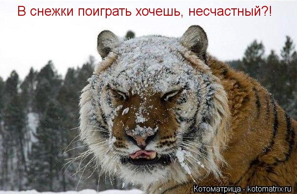 В снежки поиграть хочешь, несчастный?!... Котоматрица: В снежки поиграть хочешь, несчастный?!