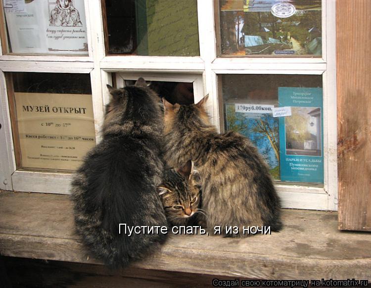 Пустите спать, я из ночи... Котоматрица: Пустите спать, я из ночи