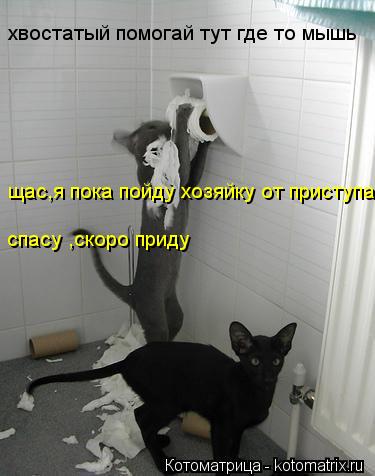 хвостатый помогай тут где то мышь щас,я пока пойду хозяйку от приступа спасу ,скоро приду... Котоматрица: хвостатый помогай тут где то мышь щас,я пока пойду хозяйку от приступа спасу ,скоро приду