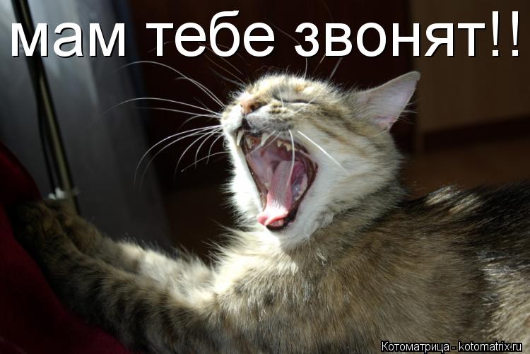 мам тебе звонят!!... Котоматрица: мам тебе звонят!!