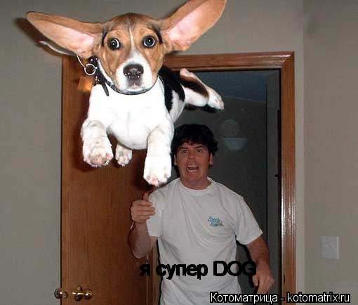 я супер DOG я супер DOG я супер DOG я супер DOG... Котоматрица: я супер DOG я супер DOG я супер DOG я супер DOG