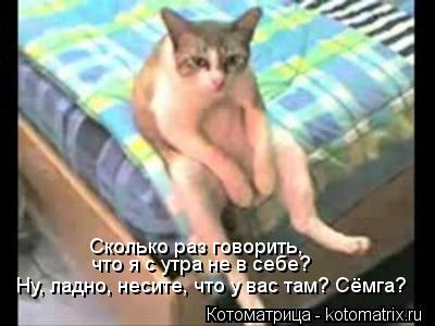 Котоматрица: Сколько раз говорить,  что я с утра не в себе? Ну, ладно, несите, что у вас там? Сёмга?