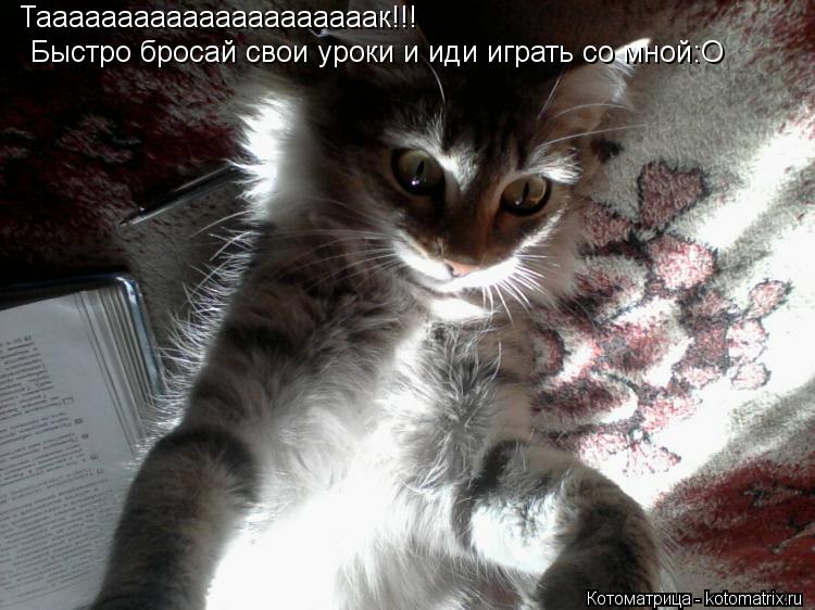 Тааааааааааааааааааааак!!! Быстро бросай свои уроки и иди играть со мной:O... Котоматрица: Тааааааааааааааааааааак!!! Быстро бросай свои уроки и иди играть со мной:O